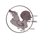 Logo Red Rooster