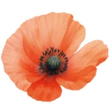 Logo Ann Schillebeeckx