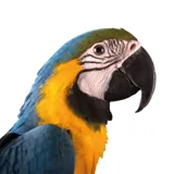 Logo Animales